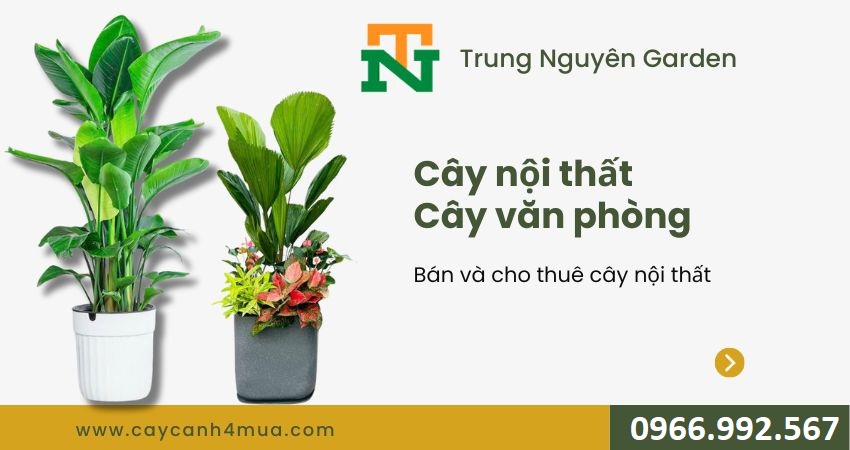 cây nội thất